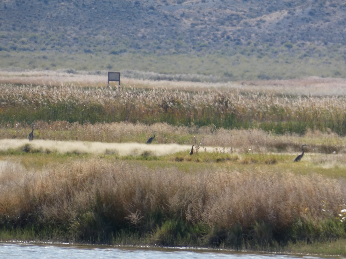 Amerika Balabanı - ML644691236