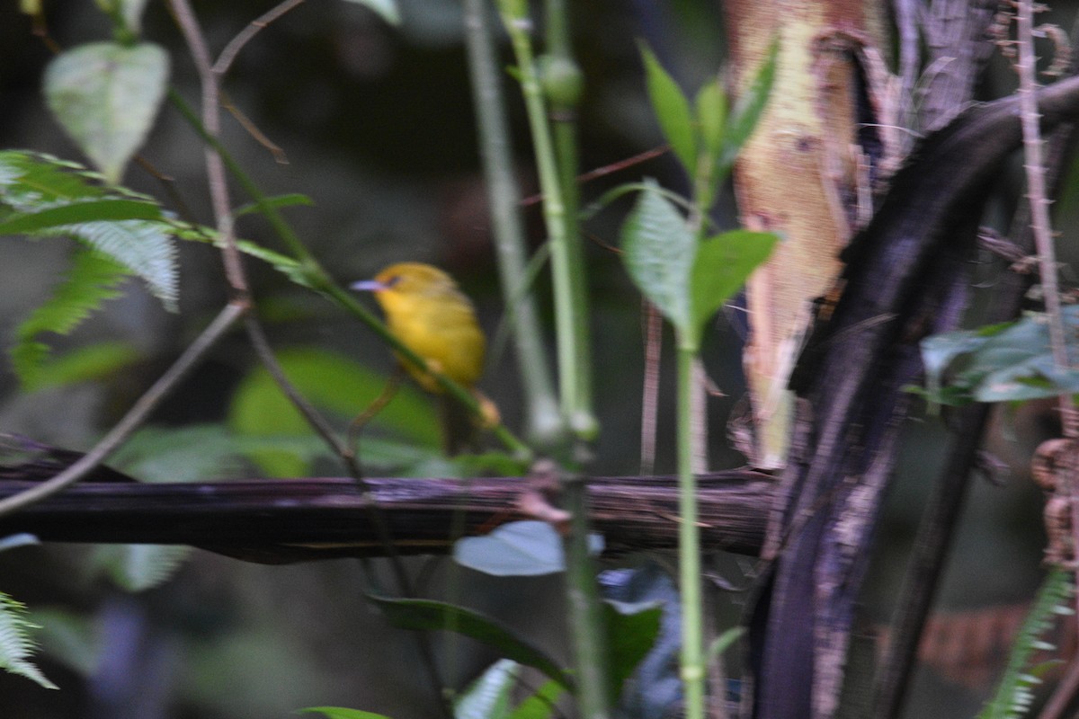 Golden Babbler - ML644691237