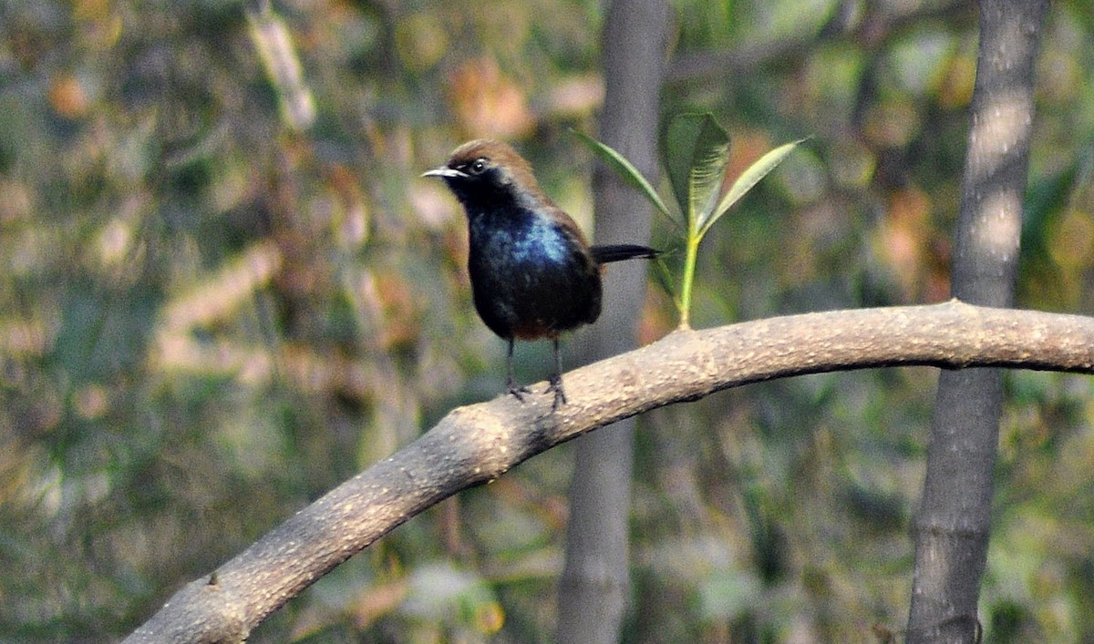 Indian Robin - ML644691244