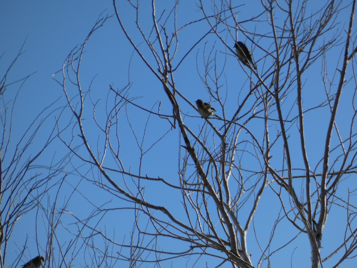 lesňáček žlutoskvrnný (ssp. auduboni) - ML644691246