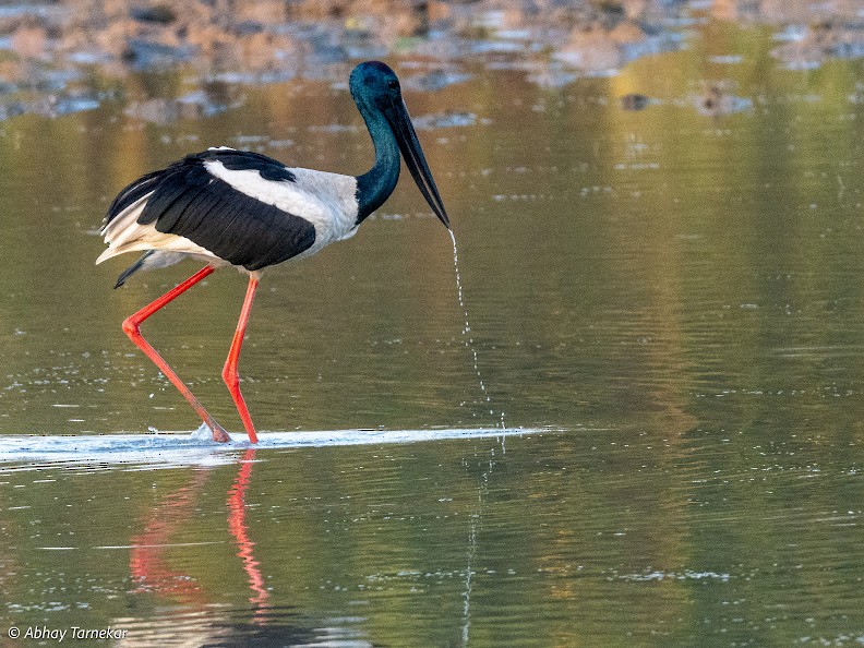 čáp černokrký - ML644691249