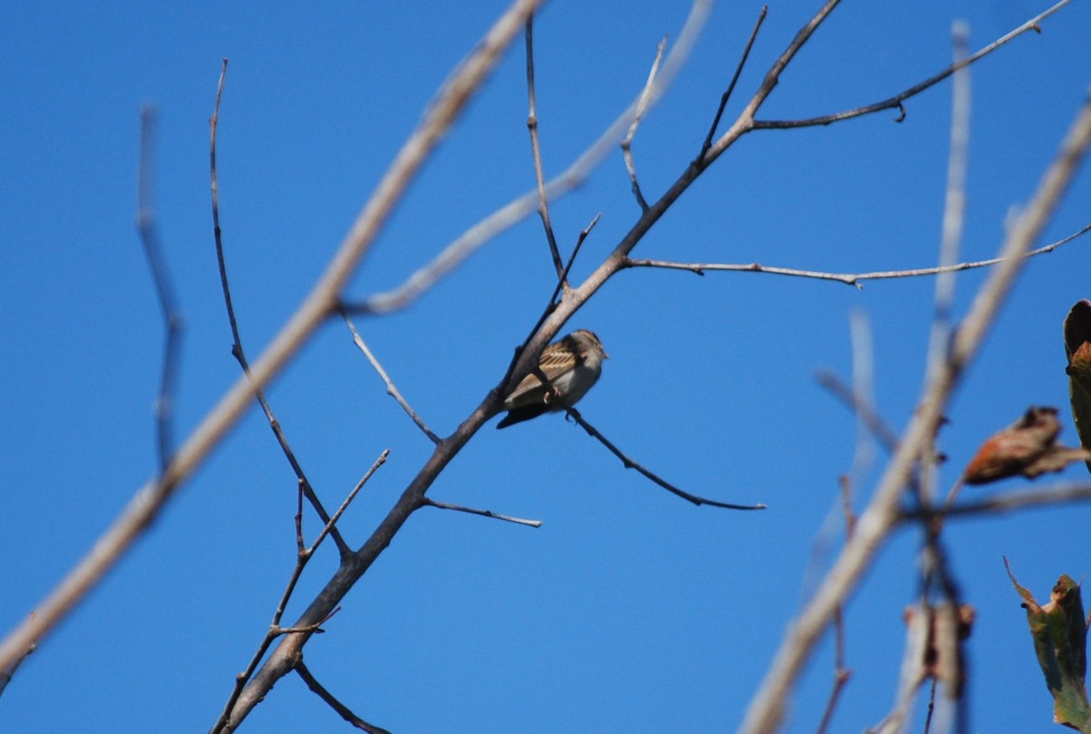 Schwirrammer - ML644691253