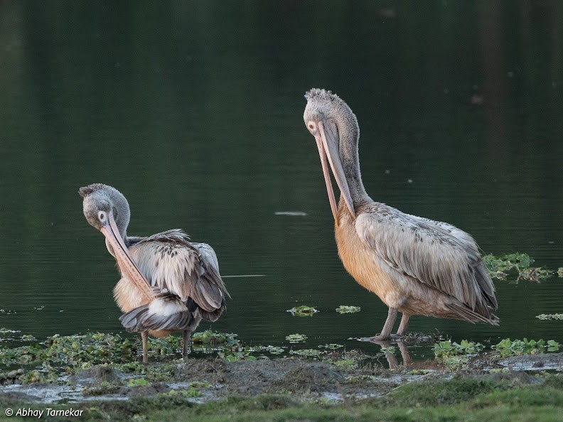 Spot-billed Pelican - ML644691256