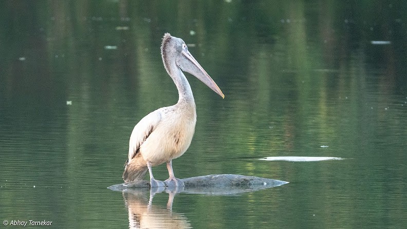 Spot-billed Pelican - ML644691258