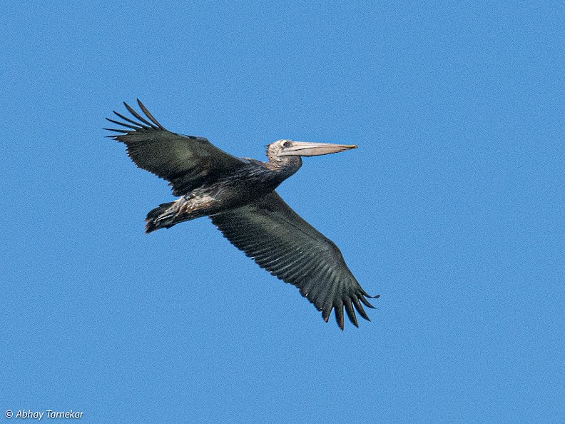 Spot-billed Pelican - ML644691260
