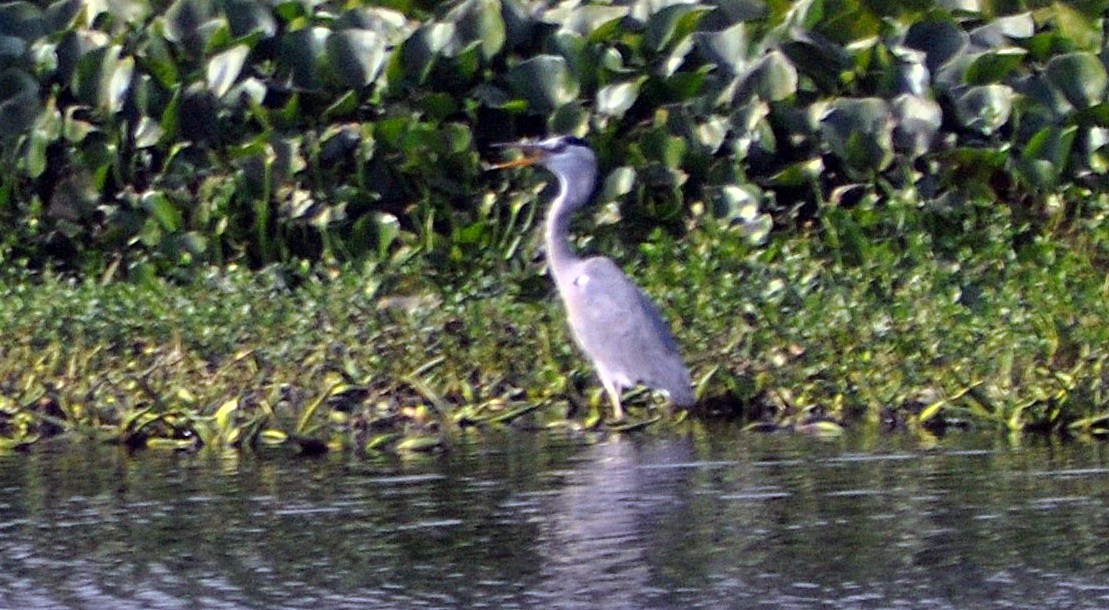 gråhegre - ML644691261