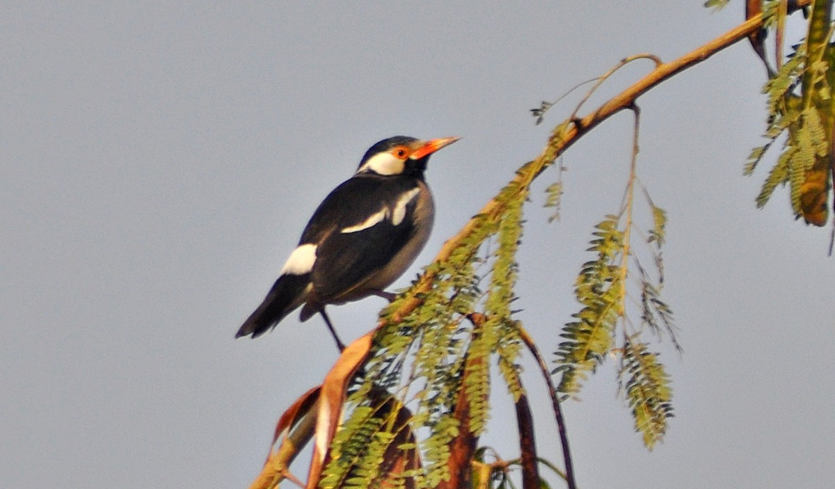 svartstrupestær - ML644691263