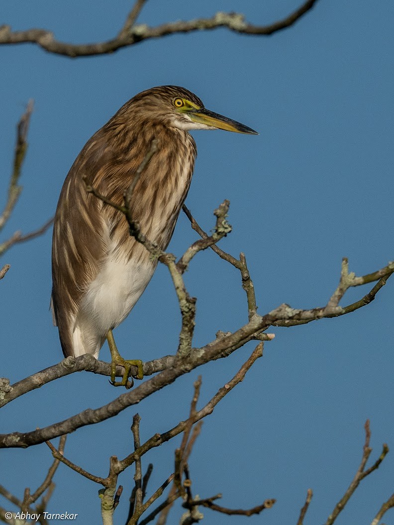 Paddyreiher - ML644691264