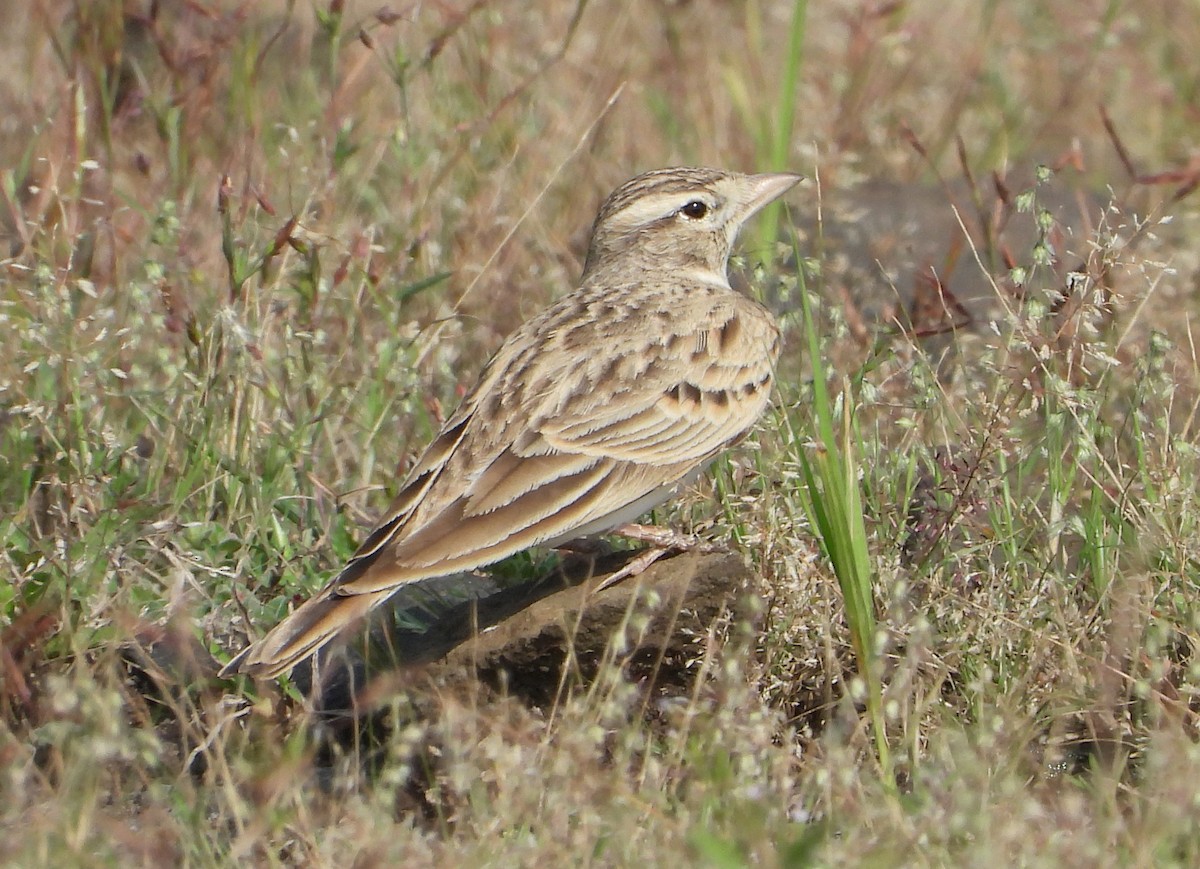 Mongolian Short-toed Lark - ML644691266