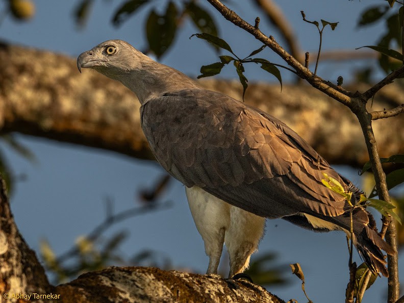 Gray-headed Fish-Eagle - ML644691274