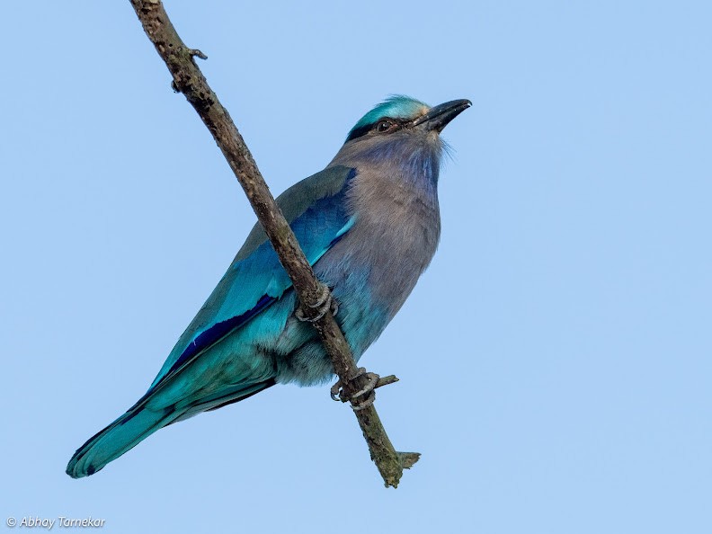 Indochinese Roller - ML644691275