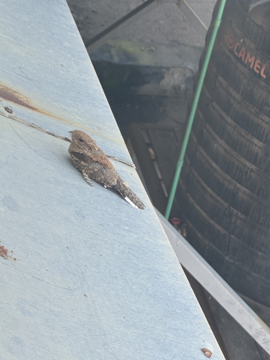 Мраморный козодой - ML644691276