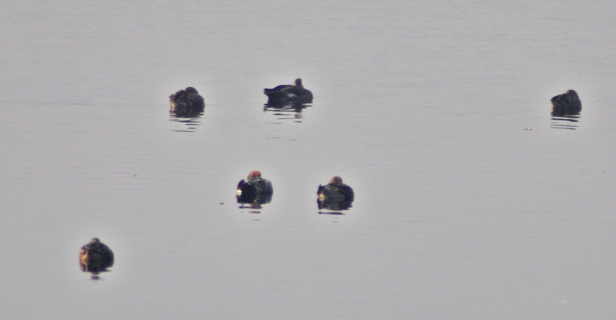 brunnakke - ML644691277