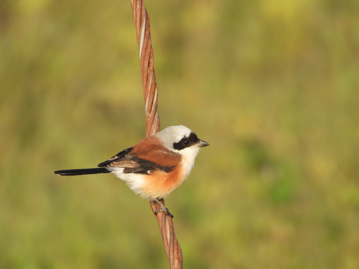 Pie-grièche à bandeau - ML644691281