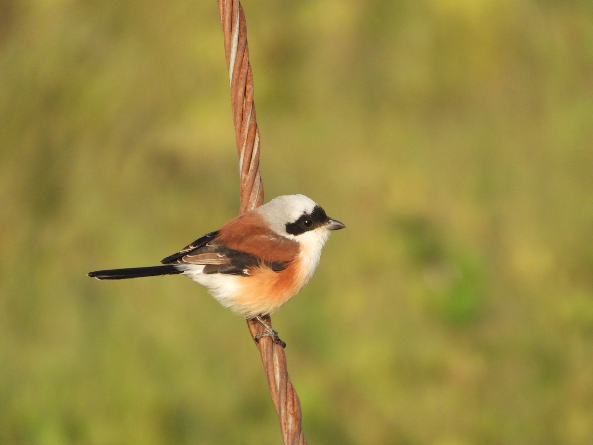 Pie-grièche à bandeau - ML644691282