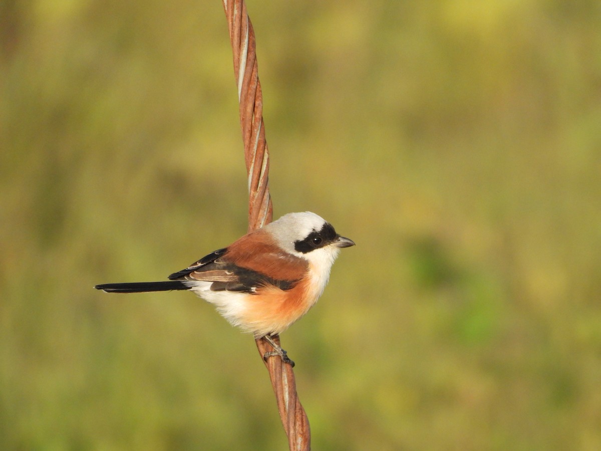 Pie-grièche à bandeau - ML644691283