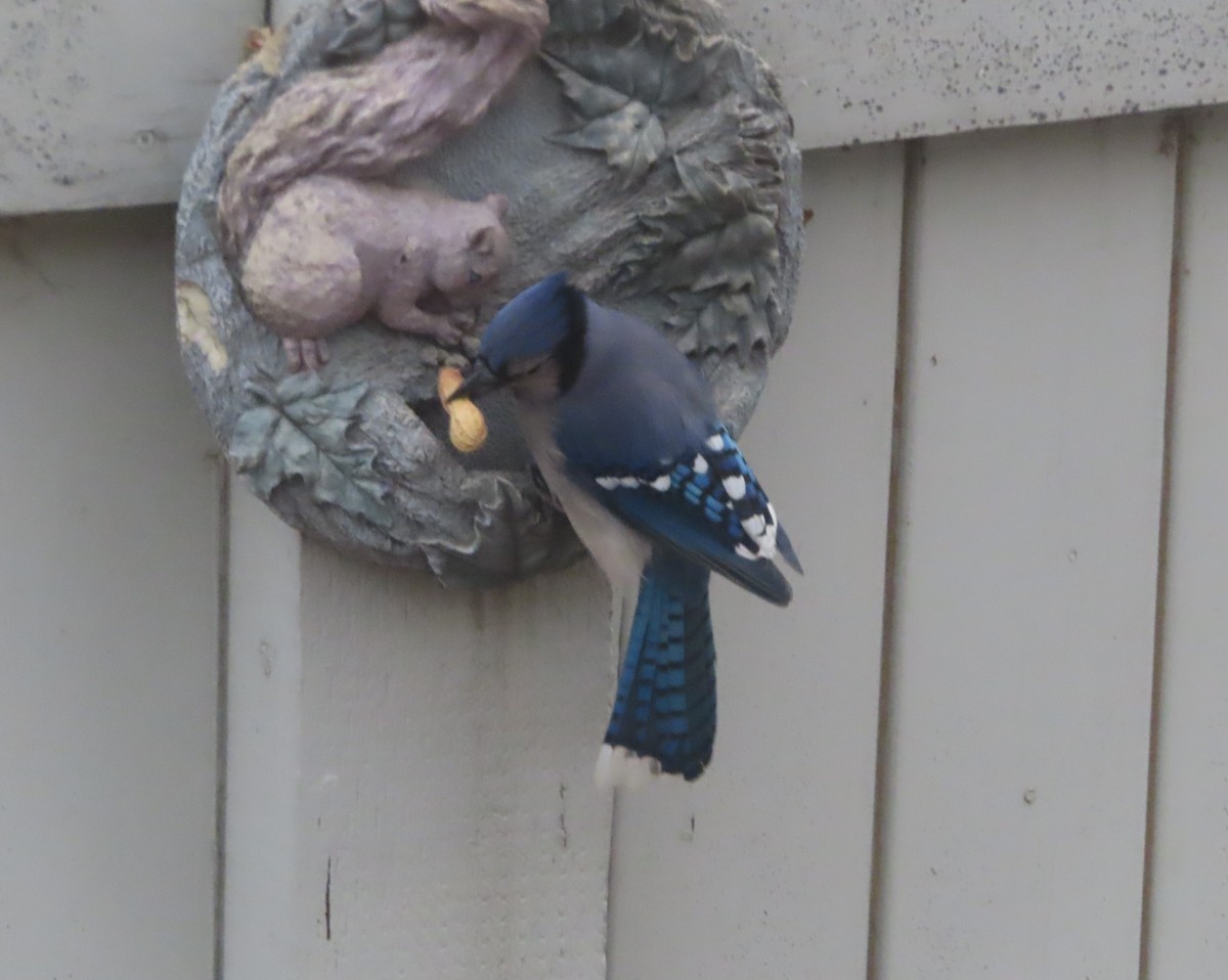 Сизойка блакитна - ML644691286