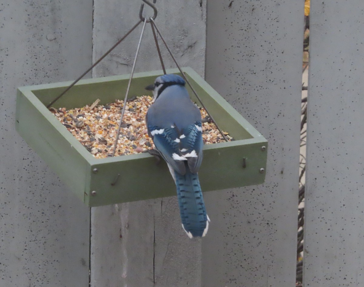 Сизойка блакитна - ML644691287