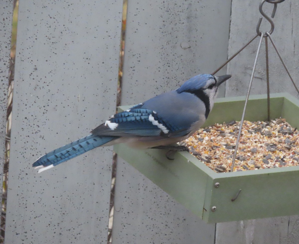 Сизойка блакитна - ML644691289