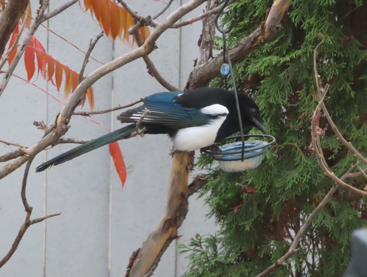 Black-billed Magpie - ML644691300
