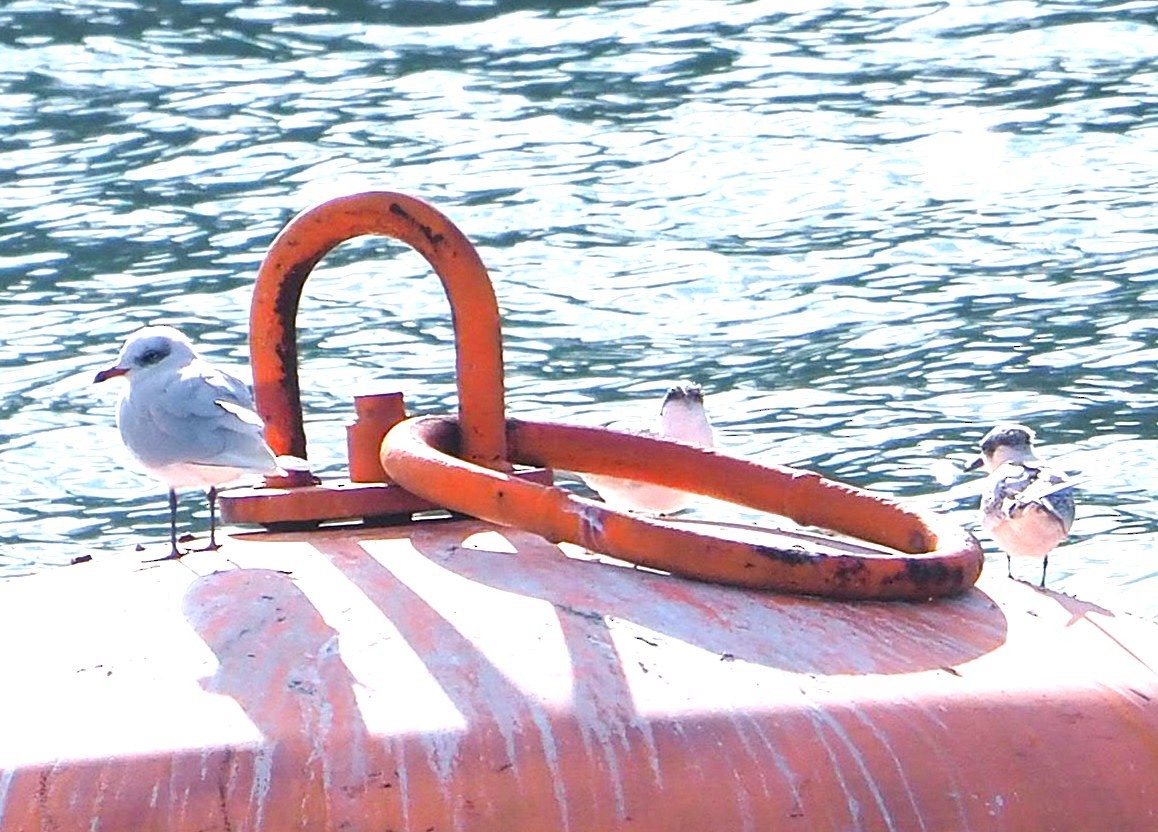 Mediterranean Gull - ML644691303