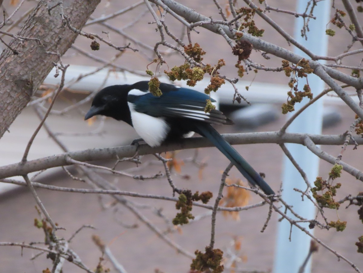 Black-billed Magpie - ML644691304