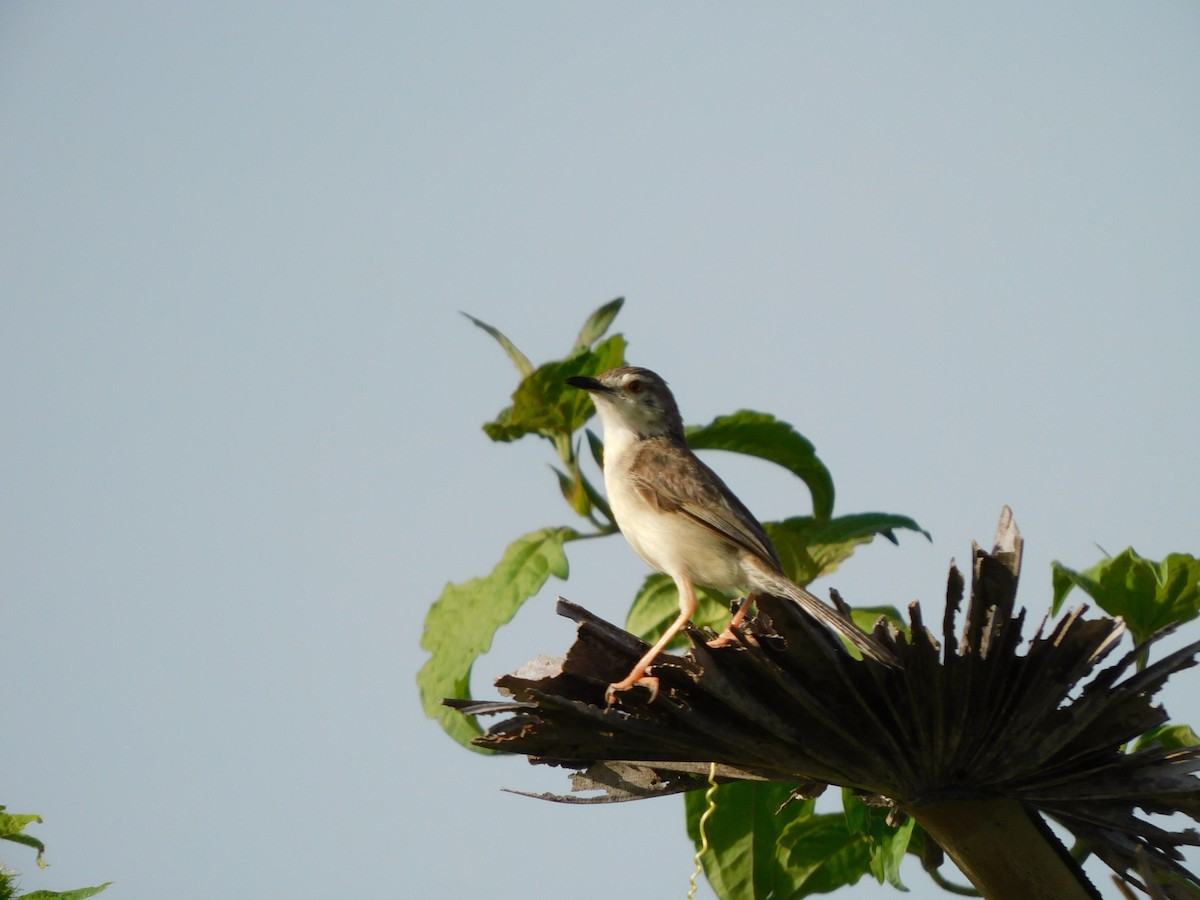 Prinia Sencilla - ML644691306