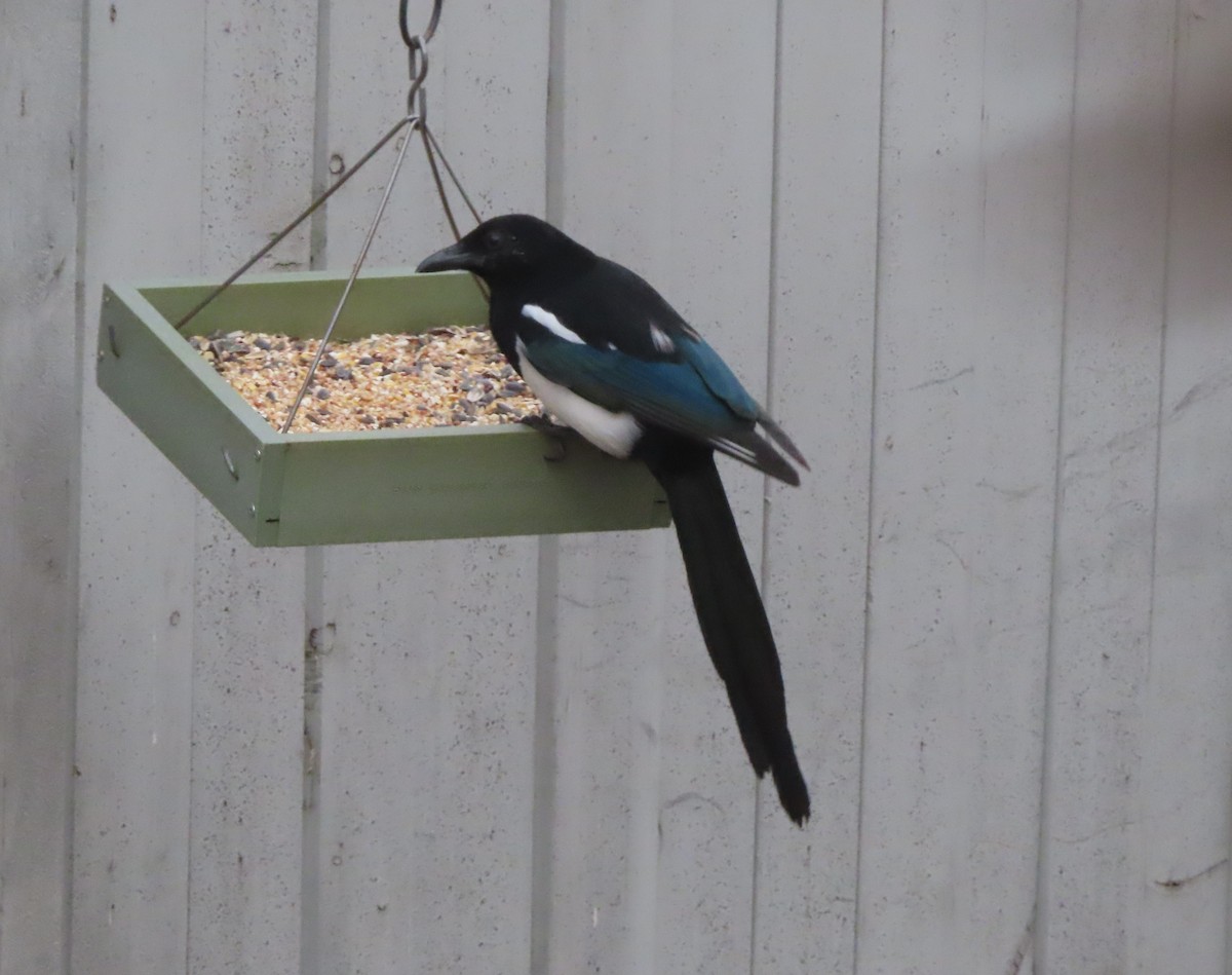 Black-billed Magpie - ML644691310