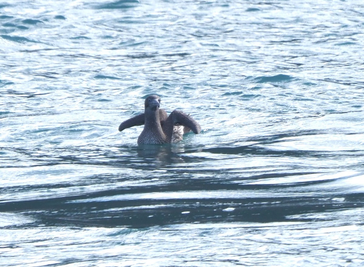 Sümsük - ML644691315