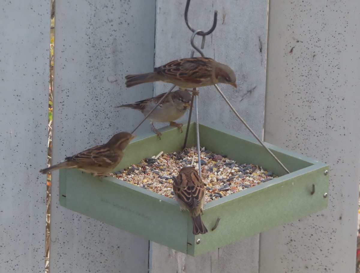 イエスズメ - ML644691325