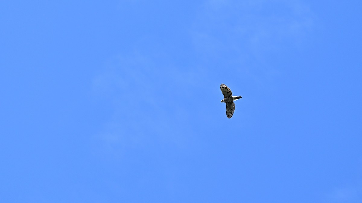 カンムリオオタカ - ML644691326