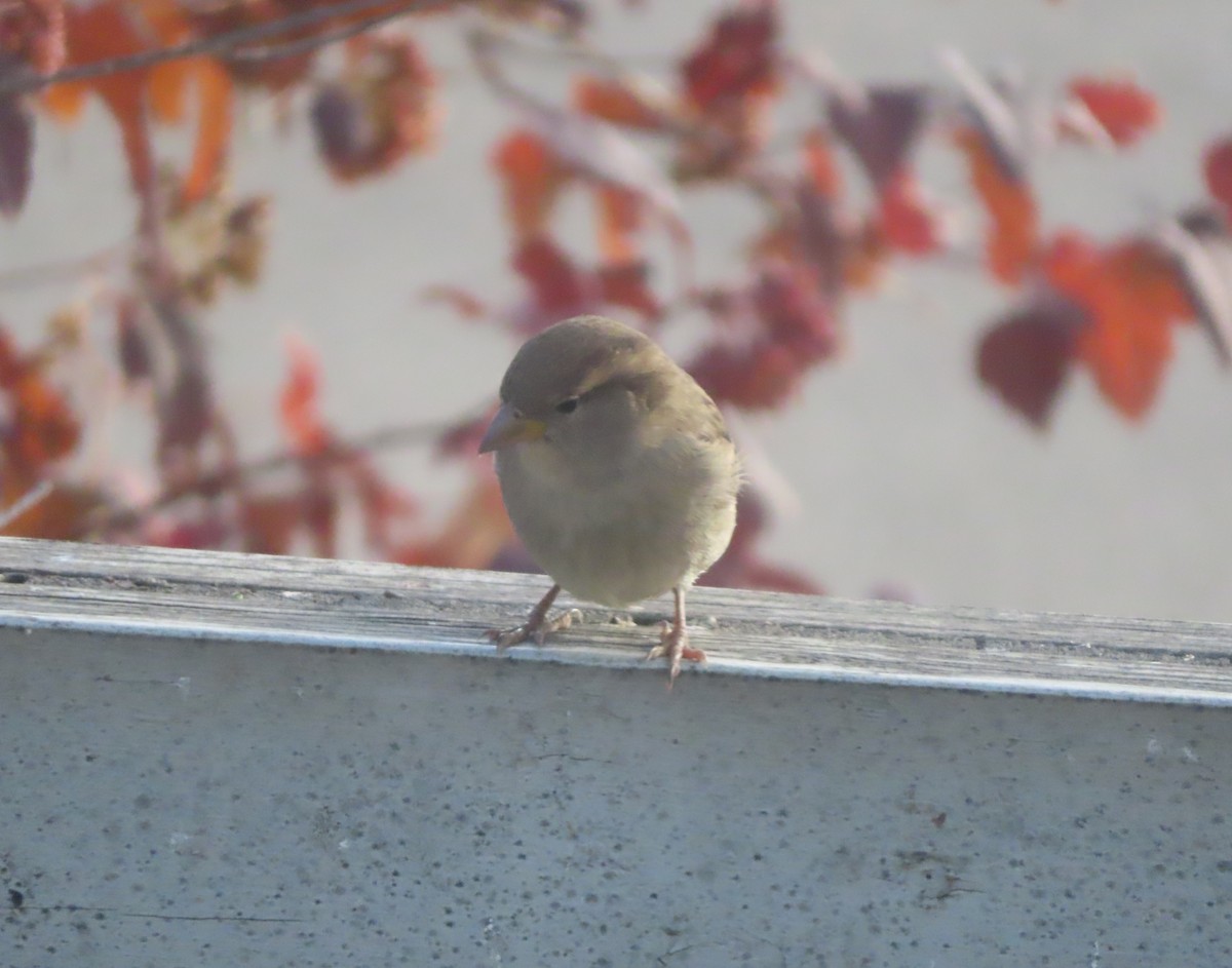 イエスズメ - ML644691327