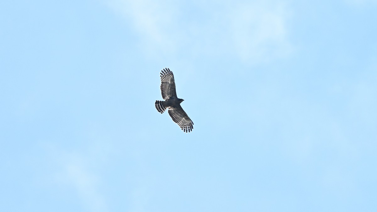 Crested Serpent-Eagle - ML644691328