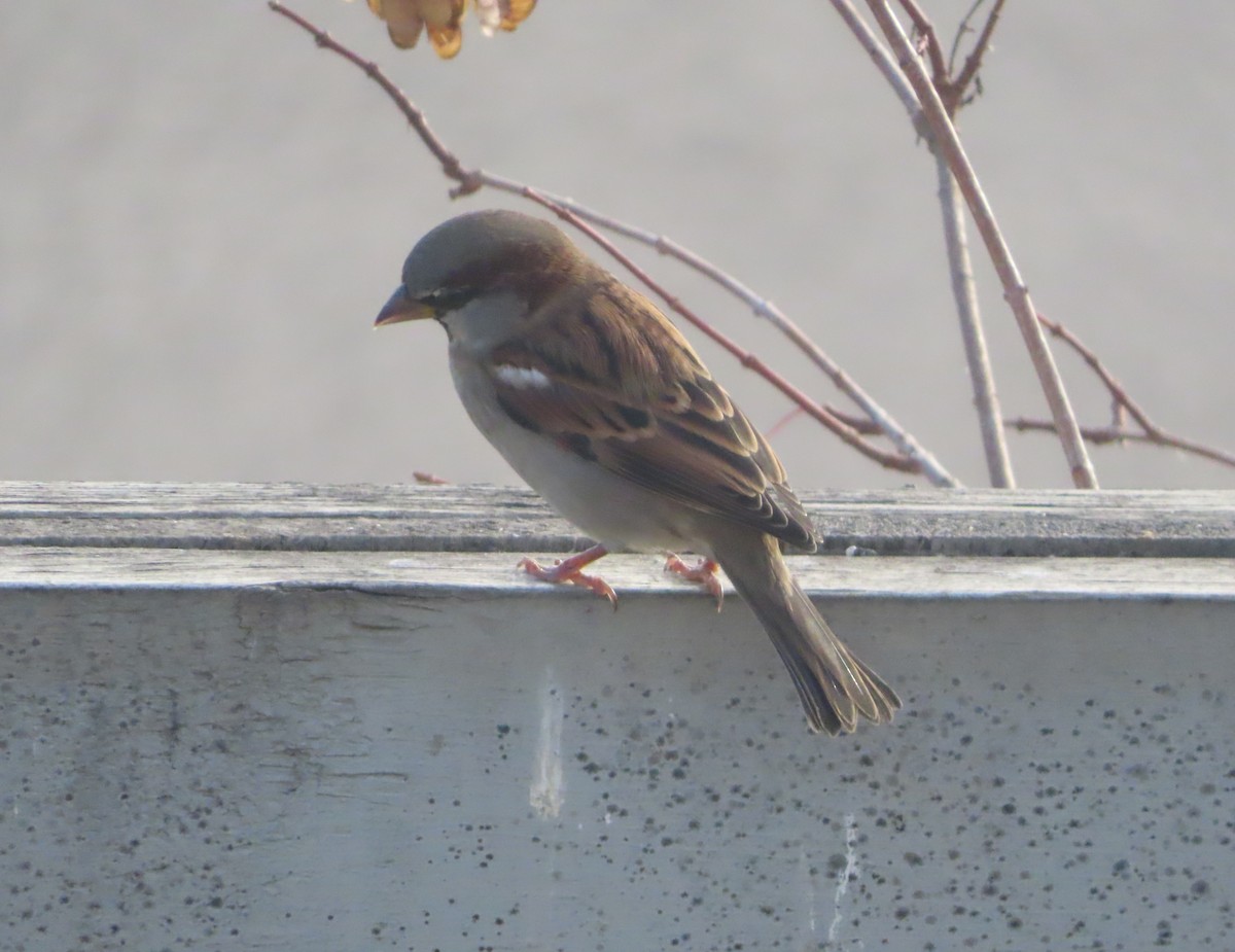 イエスズメ - ML644691335