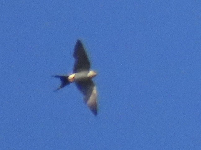 Doğulu Kızıl Kırlangıç - ML644691337