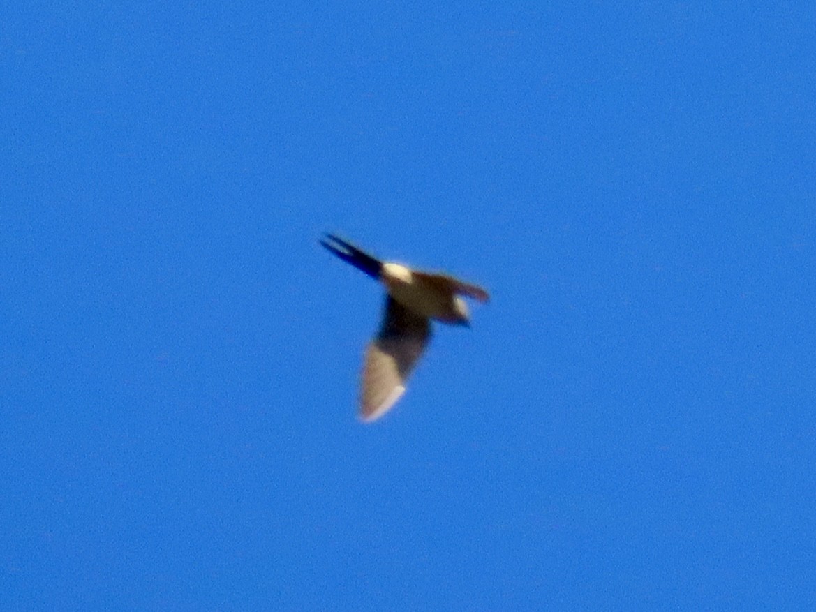 Doğulu Kızıl Kırlangıç - ML644691338