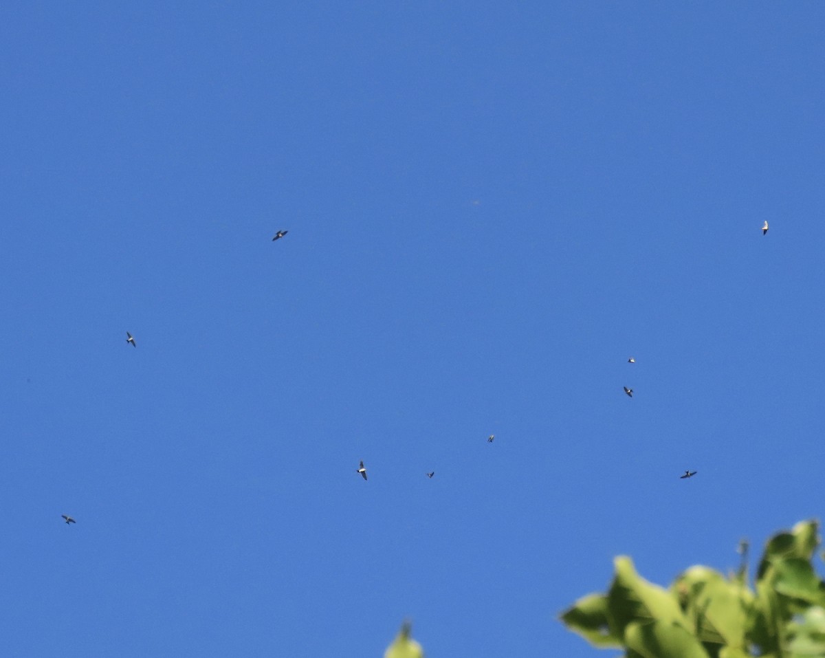 Doğulu Kızıl Kırlangıç - ML644691340