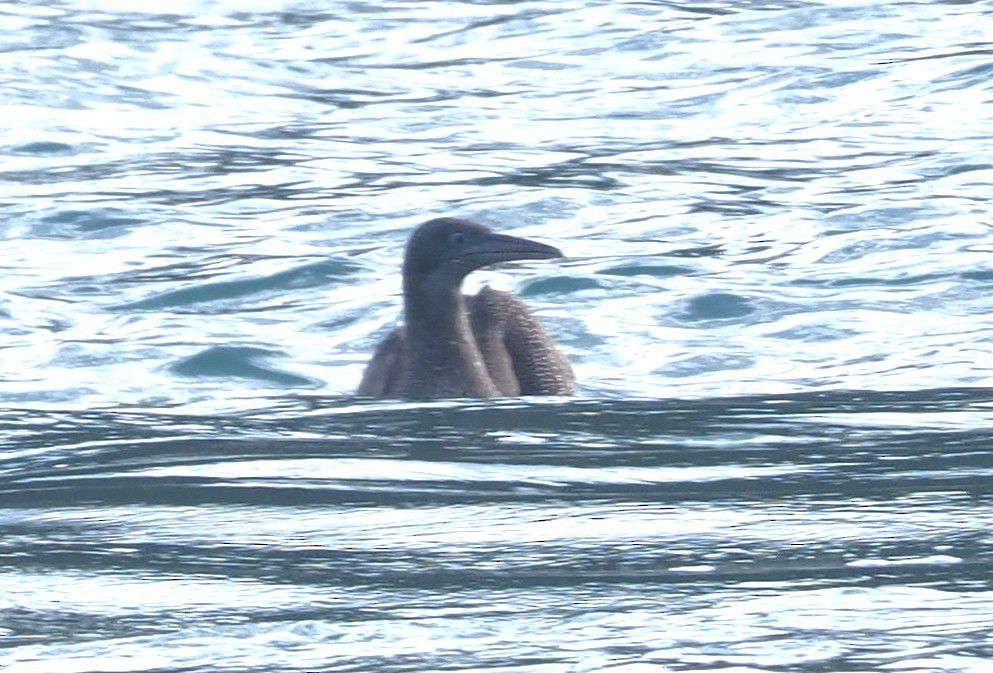 Alcatraz Atlántico - ML644691341