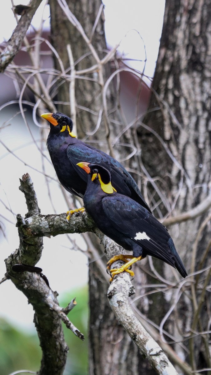 Miná Religioso - ML644691342