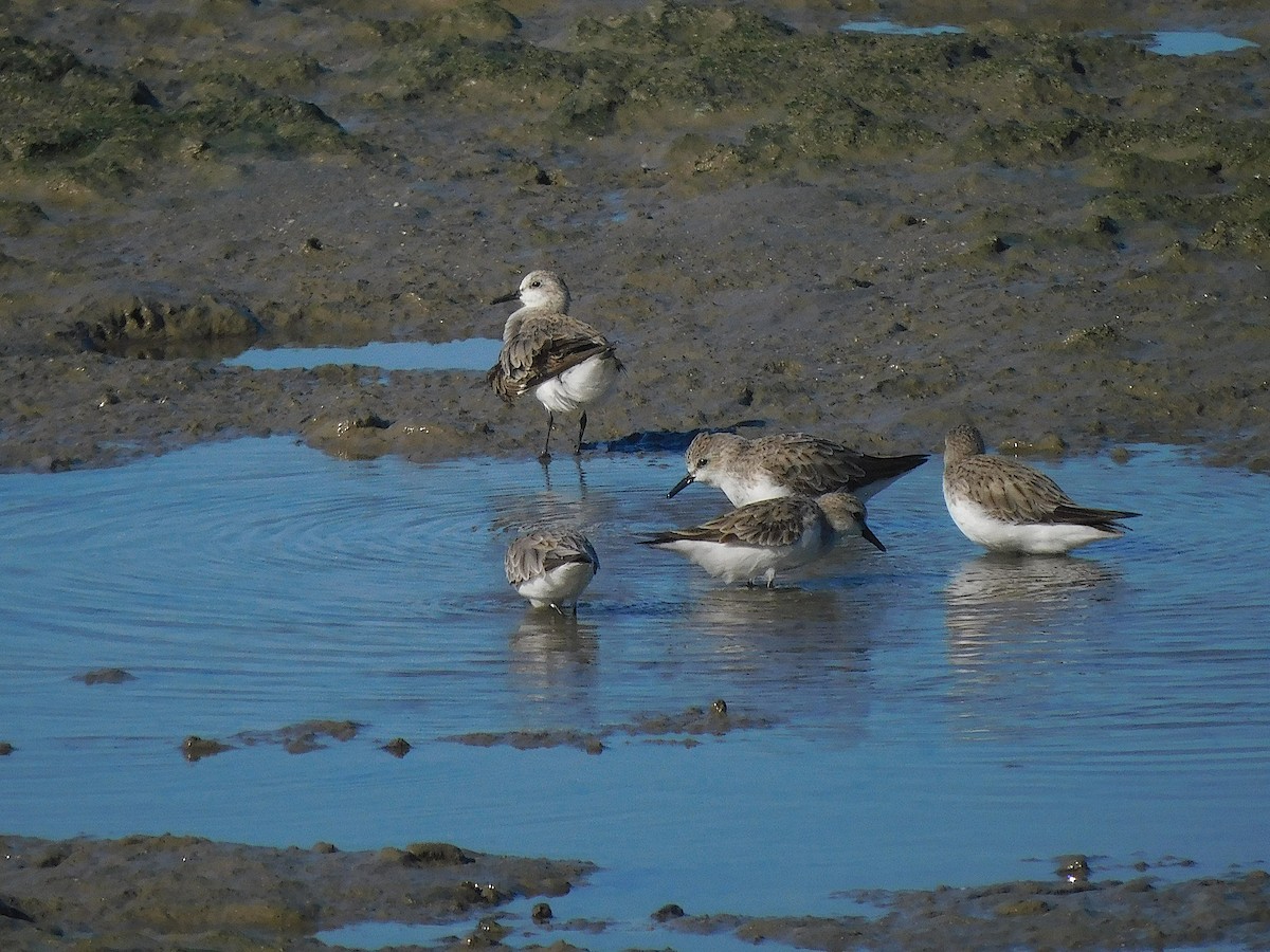 Correlimos Cuellirrojo - ML644691343
