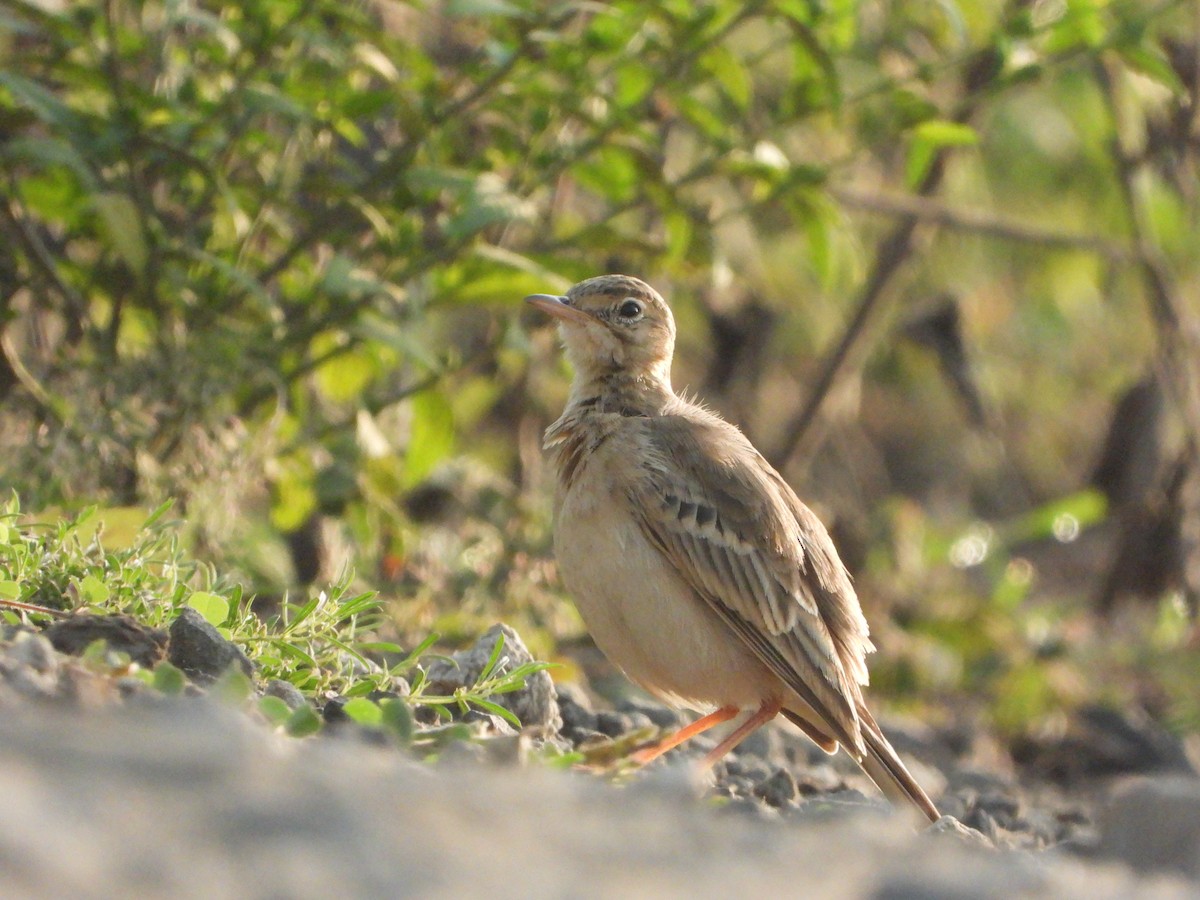 Bisbita Campestre - ML644691346