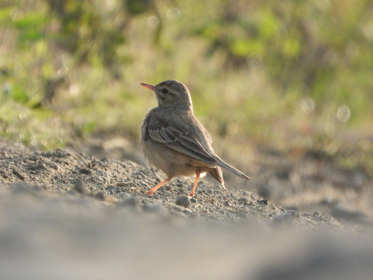 Bisbita Campestre - ML644691347