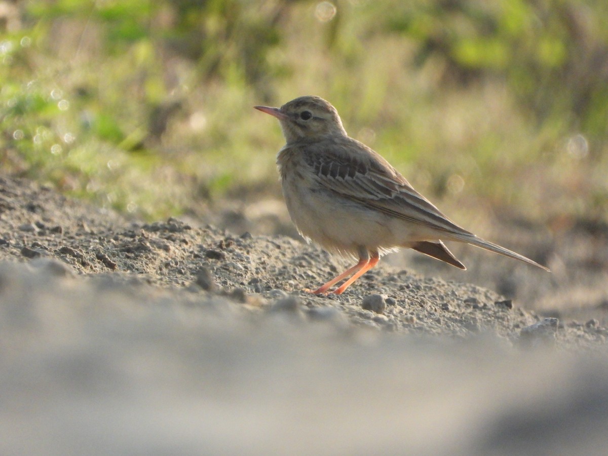 Bisbita Campestre - ML644691348