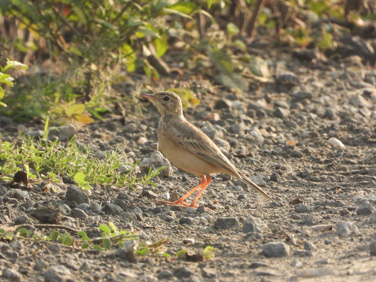 Bisbita Campestre - ML644691349