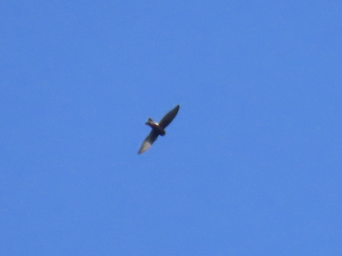 Küçük Ebabil - ML644691351