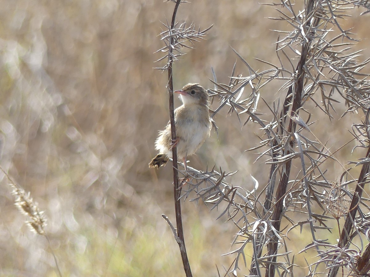 Золотистая цистикола - ML644691353