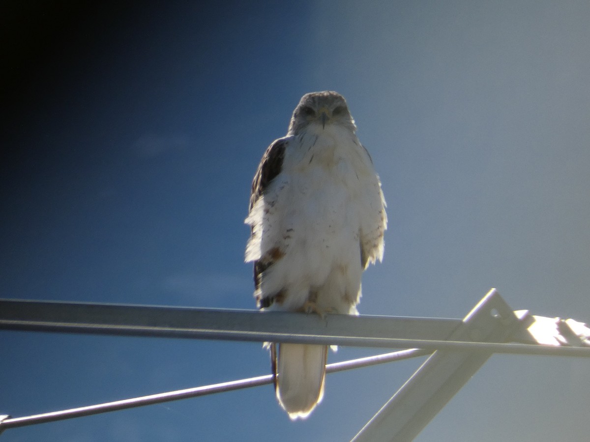 Busardo Herrumbroso - ML644691354