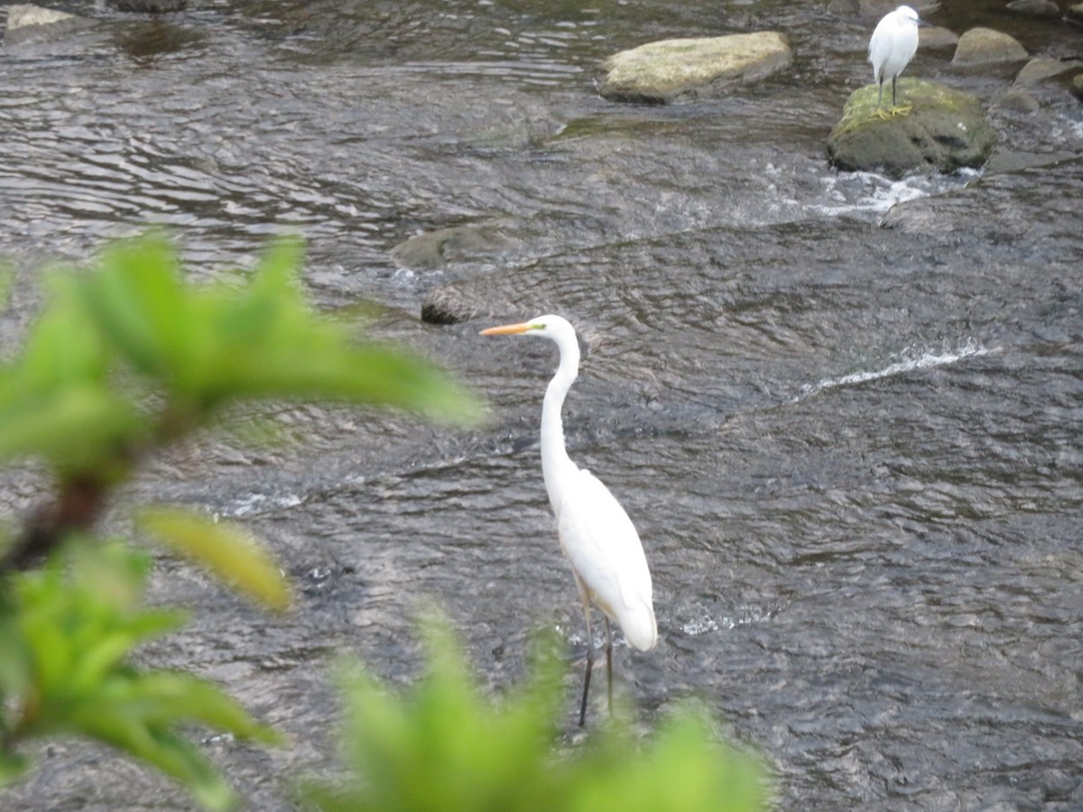 Garceta Grande - ML644691355