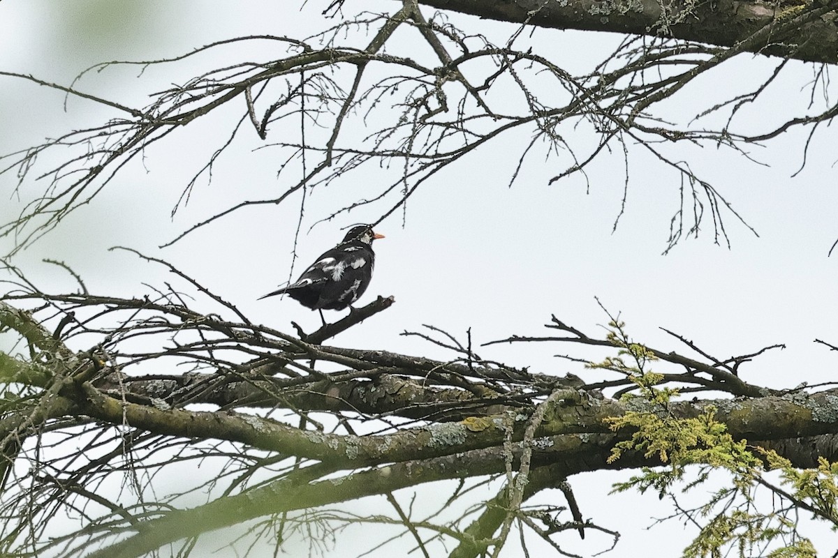 Merle noir - ML644691357