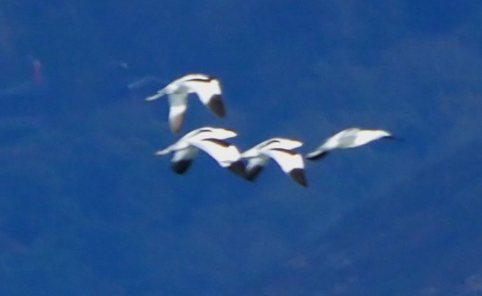 Avoceta Común - ML644691359